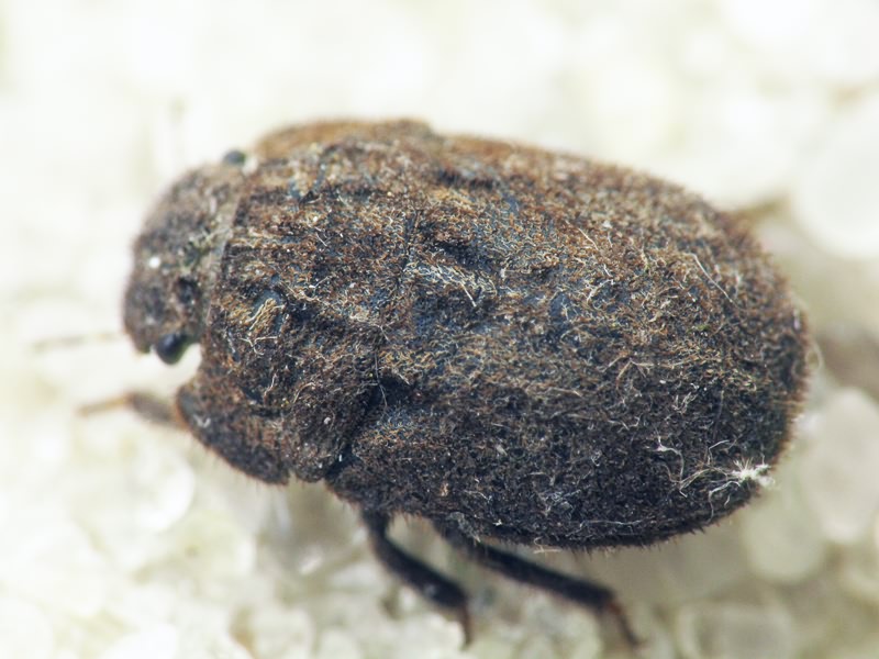 Odontoscelis (Obscuromorpha) hispidula (Jakovlev, 1874)